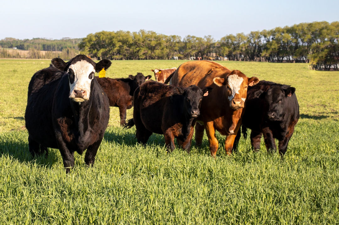 Cattle grazing in a green Alberta pasture