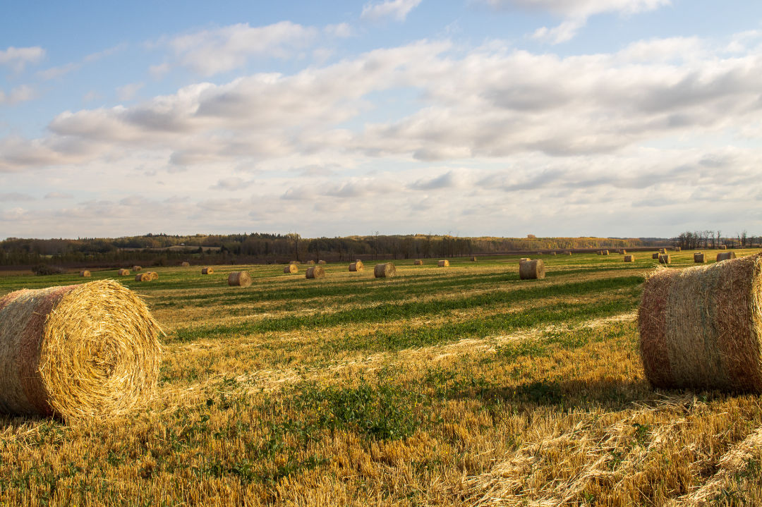 Golden hay bales across an Alberta field under a wide prairie sky